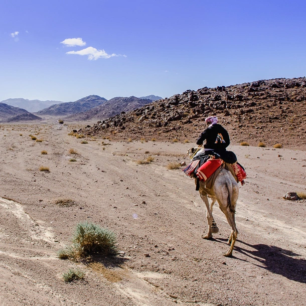 Experience Camel Trekking in The Sinai 2026 Through Wadis